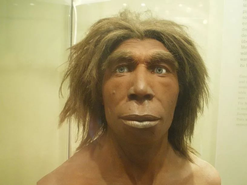 Реконструкция неандертальца из музея естественной истории в Берлине